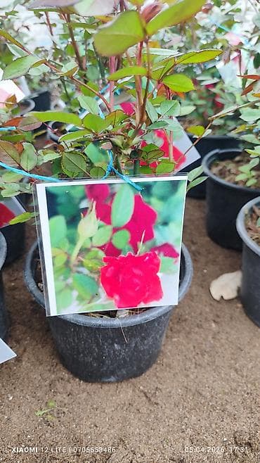 defter uzu numuneleri: Mini Roza qız güllər 5 rəng var ünvan Bakı şəhəri Nardaran qəsəbəsi — 4