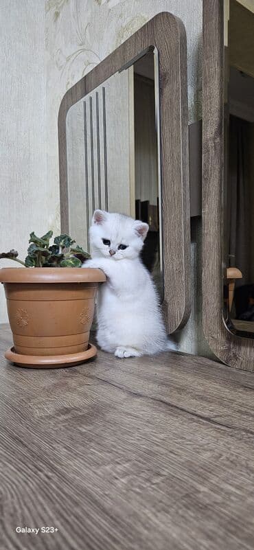 Şinşilla, Erkək, Yaxşı əllərə, Ünvandan götürmə