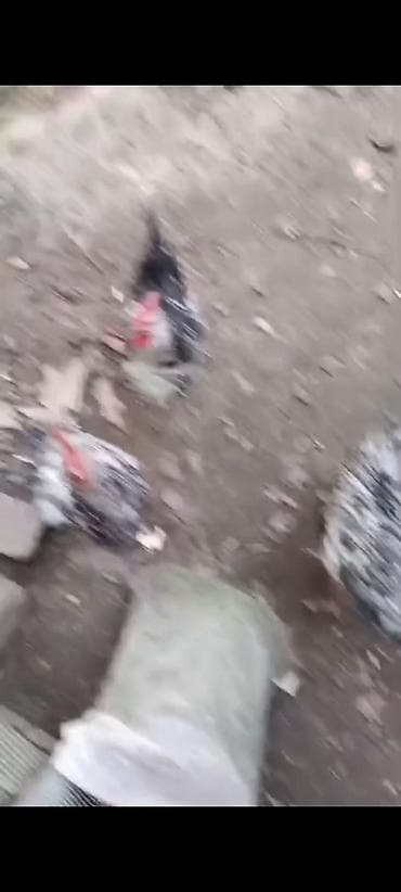 Pişiklər: Məhsul: Həyətdə saxlanılan yerli toyuqlar (qarışıq rənglərdə – ağ — 3