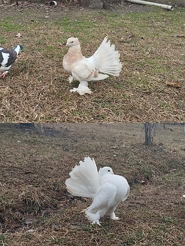 Süs göyərçinləri – pava/quyruq fanatı (fantail) tipli - Növ