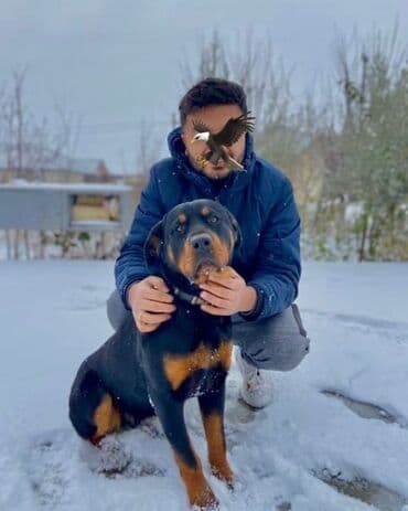 itlər bala: Rotveyler, 3 il, Dişi, Ünvandan götürmə — 1