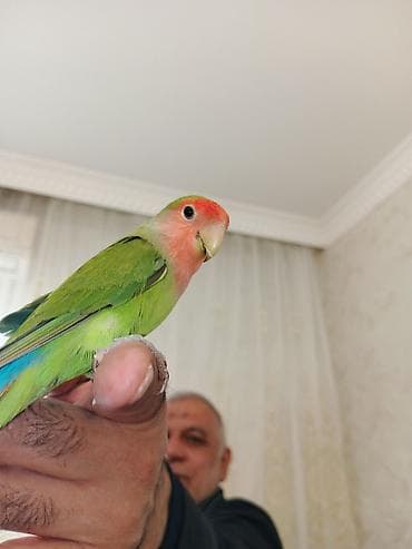 susar quşu: Tutuquşu tam sağlamdır. tək qəfəssiz 60 Azn satılır. ələ gələn quşdu — 2