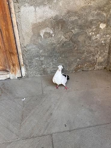 Göyərçinlər: Cins: Bəzək/yarış göyərçini Rəng: Ağ bədən, quyruqda qara “şal” (tam — 1