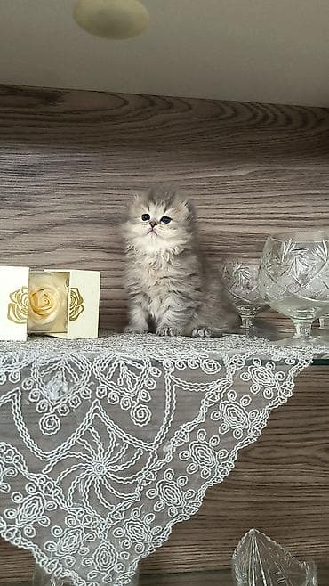 menks cinsli pişik: Tam sağlam uzuntüklü balalar saf Qandi. Ana ve ata şəkillərini ciddi — 9