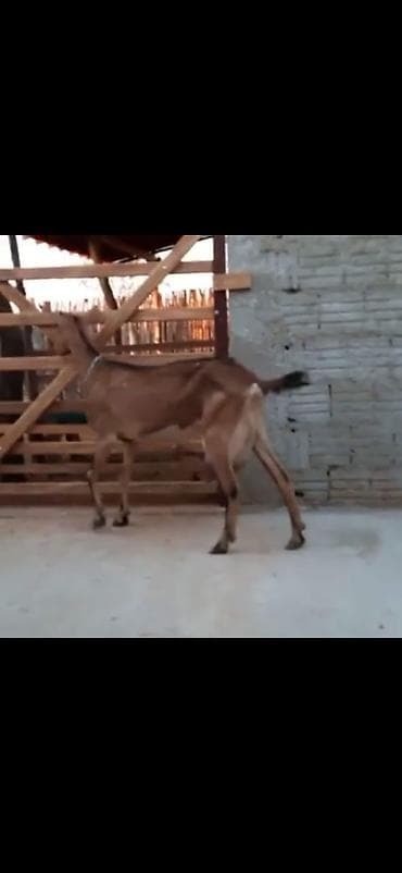 camışın balası: Salam keçi birinci qarın doğub bir erkek balası var 12 günlük — 6