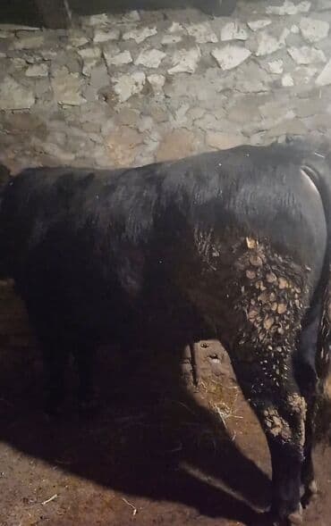 İtlər: Anqus buğa. Anası simental atası Anqusdur 12 aylıqdır toxumluqa tam — 4