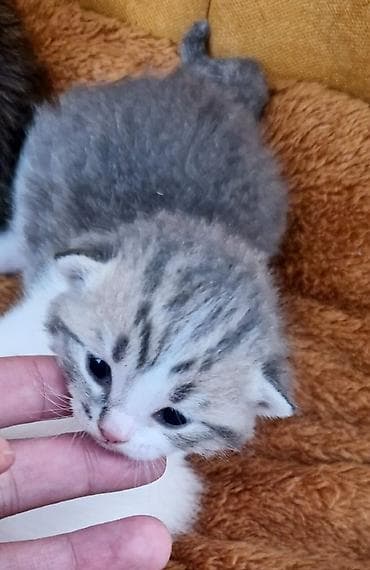 Yaxşı əllərə, Ünvandan götürmə lalafo.az -da Yaxşı əllərə, Ünvandan götürmə