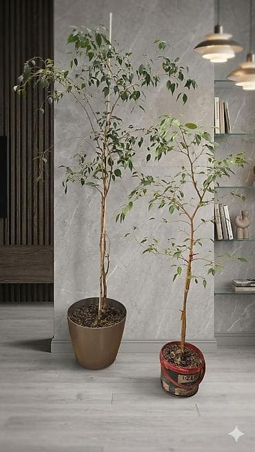 palma satilir: Fikus Benjamin (Ficus benjamina) otaq bitkisi İkisi birlikdə 100 azn — 1