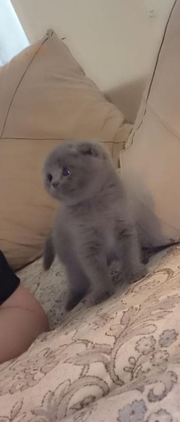 siam pişiyi: Şotland yastı qulaq — 2