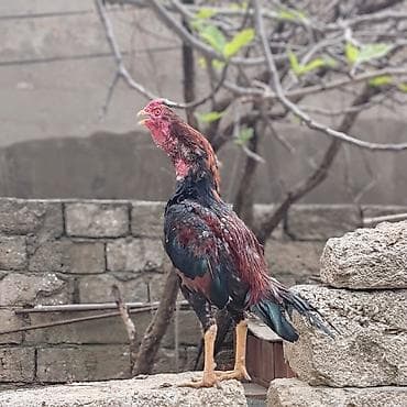 döyüş xoruzu: Salam Aleykum. Allah hamının malına bərəkət versin. Saf qan beçə 9 — 9