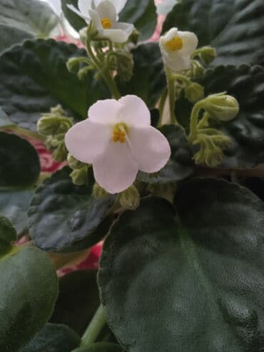 orxideya gülünün qiyməti: Цветущие фиалки.По 8м — 5