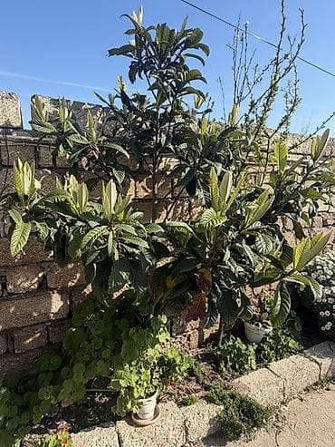 sakura ağacı: Dekorativ zeytun və yapon əzgili ağacları Hər biri 20azn Buzovna — 3