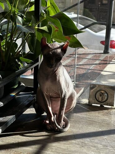 sfinks pişik: Sfinks, Erkək — 10