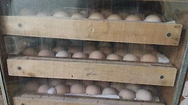 toy budel: Toyuq, Australorp, Yumurtalıq — 9