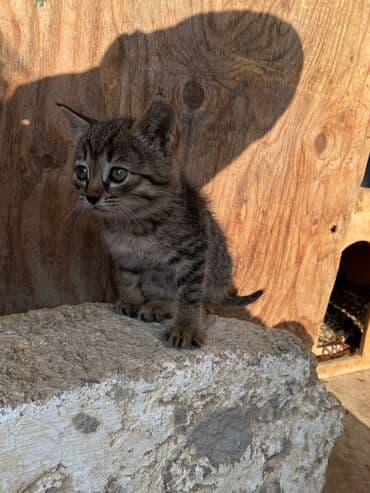 pişik şəkli: Tabbi, Yaxşı əllərə — 2