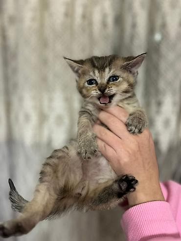 Digər heyvanlar: Yaxşı əllərə — 7