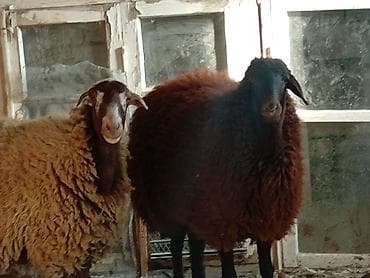 pişiklər üçün bit dərmanı: Dişi, Qala, il: 1, 50 kq, Damazlıq, Ünvandan götürmə — 1