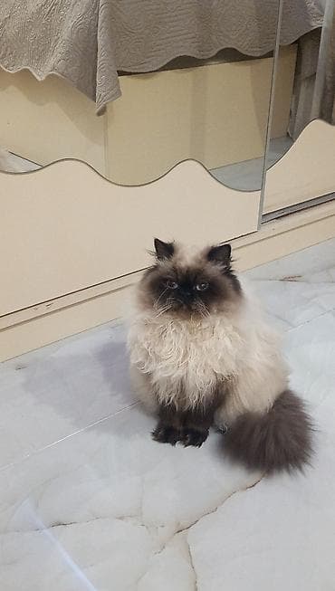 pişik ucun qab: Dişi, Cütləşmə üçün — 4