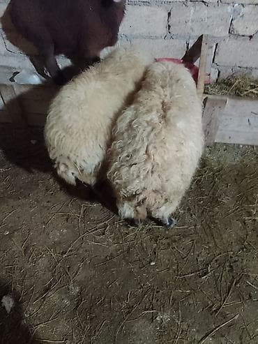 Pişiklər: Cüt 500 manat Alan adama endirim olacaq 1 aydı qoçunu alıb qoca — 4