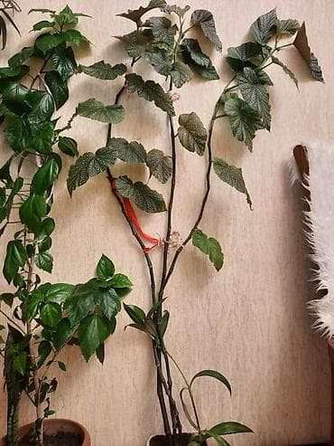 bambuk gülü: Begoniya “Tamaya” (Bamboo Begonia) – dekorativ yarpaqlı otaq bitkisi — 1