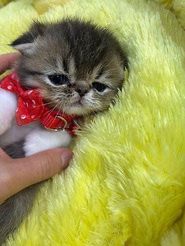 pişim: Növ: pişik balası (yastı burunlu, qısa burun profilli tip) Rəng — 4