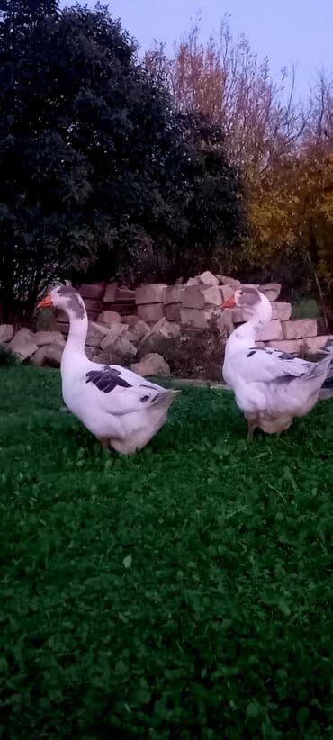 qoyun qiymeti 2019: Kobra cinsi deyillər başı çıxanlar bilər nədi bu elanda 1 dənədir 1 — 4