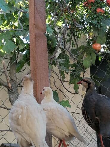 quş qəfəs: Məhsul: Qırmızı dimdikli daraqlı kəkliklər (chukar) – standart — 3