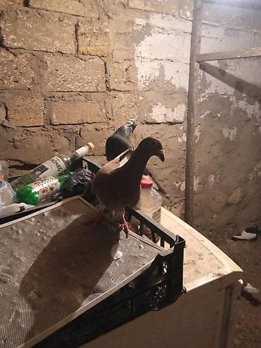 göyərcin: Salam 5 dənə drakon du 2 Erkey 3 maya təcili satılır tam sağlam — 3
