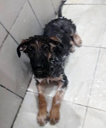 dogo argentin: Cinsi və peyvənd olunmuş İtləri gəzdirmək, saxlamaq, çimizdirmək — 3