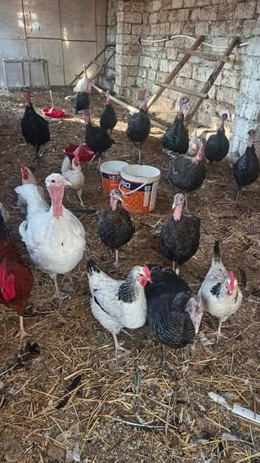 at və eşşəyin cütləşməsi: Məhsul: Hinduşka sürüsü (qarışıq rəng və cinslər) Təsvir: -kom — 2