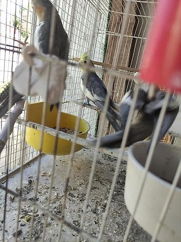 qus sesleri: Nimfa (cockatiel) papağanları – boz-çəhrayı rəng çalarları, yanaqlarda — 5