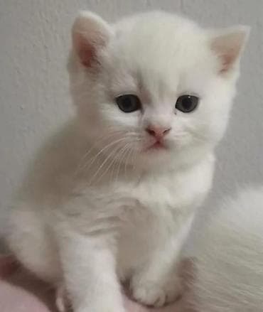 etibarlı ellere pişik: Şotland yastı qulaq, Dişi — 3