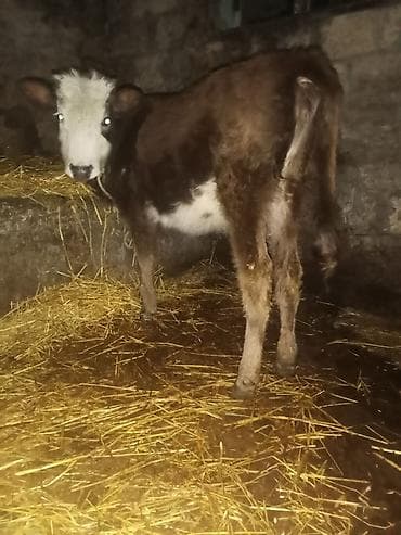 İtlər: Diş dandı 670 diylir riyalı alci zengin vursun hevan celilabada — 1