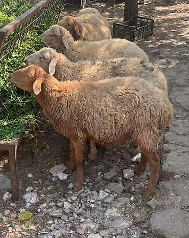 тап аз птицы: 5 baş tam sağlam kök boğaz heyvanlardır.Öz həyətimin — 1