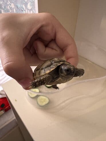 продажа животных в азербайджане: Quru Tısbağasidir 120il yaşayır — 3
