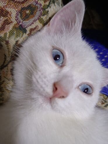 pişik ucuz: Dişi, Yaxşı əllərə, Ödənişli çatdırılma — 9