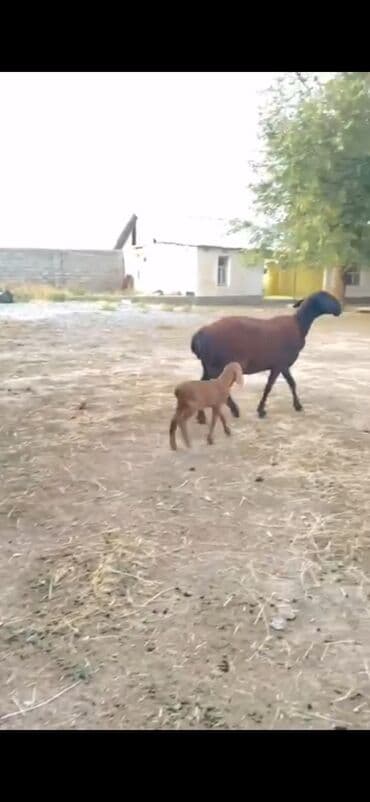 Gissar sortu ana bala