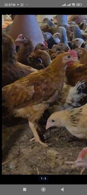 Kürdəxanı rəngli çolpalar 
tam sağlam tam damazlıq 🐔👌