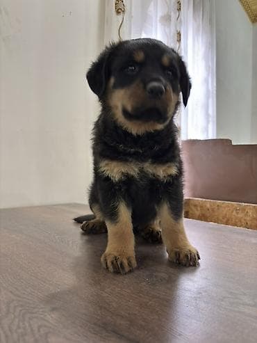 van pisiyi satilir: Rotveyler, 2 ay, Dişi — 3