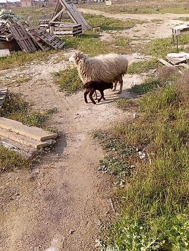 Бараны, овцы: Qoyun ana və 2 quzu dəsti - Cins: yerli qoyun (quzu rəngi — 7