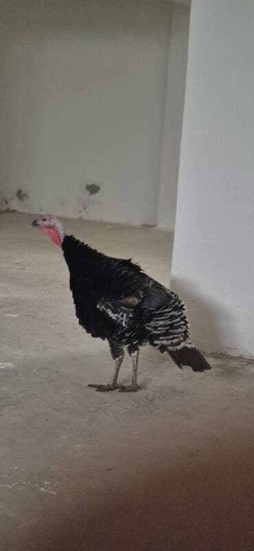 hinduşqa gəncə: Sağlam cavan hinduşqalardı cüt satılır.saxlamağa şərait olmadığı üçün — 5