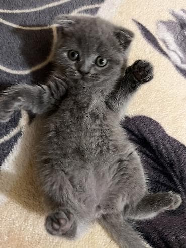 Şotland yastı qulaq lalafo.az -da Şotland yastı qulaq