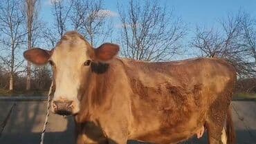 qoyun qiymeti 2022: Dişi, il: 4, Südlük, Ünvandan götürmə — 1