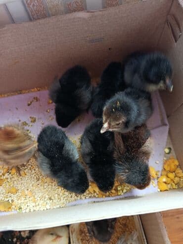 simmental ineklerin satisi: Toyuq cücələri, Ətlik — 4