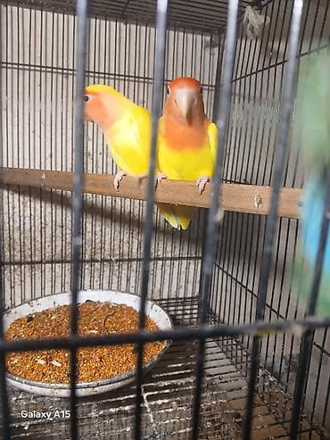 tutuquş: Məhsul: Sevgi quşları (Lovebird) – cüt Təsvir: - Parlaq sarı bədən — 2