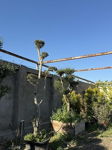 ağac gülləri: Bonsai üslubunda formalaşdırılmış zeytun ağacları - Bitki: Olea — 4