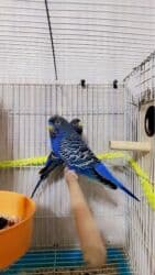 большая клетка для попугая: 🐦 Black face cavan cüt ilk balalar gəlir! 🐣 Rəngləri 💙 ciddi alıcı — 6