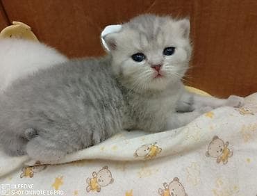 it yem: British Shorthair və Scottish Fold balaları - Cins: şəkillərdə həm — 5