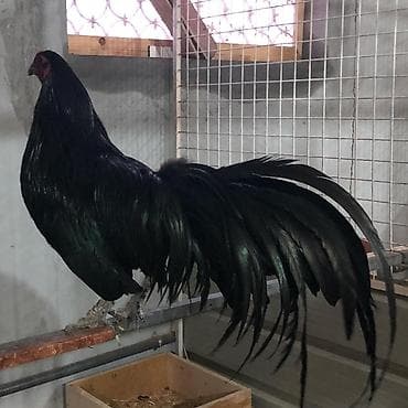 quş şekilleri: Fenix meşə xoruzu bu cinslerden axdariram kimdə varsa zehmət olmasa — 2