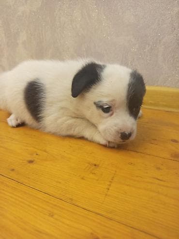 Heyvanlar üçün mallar: 2 ay, Dişi, Ünvandan götürmə — 10